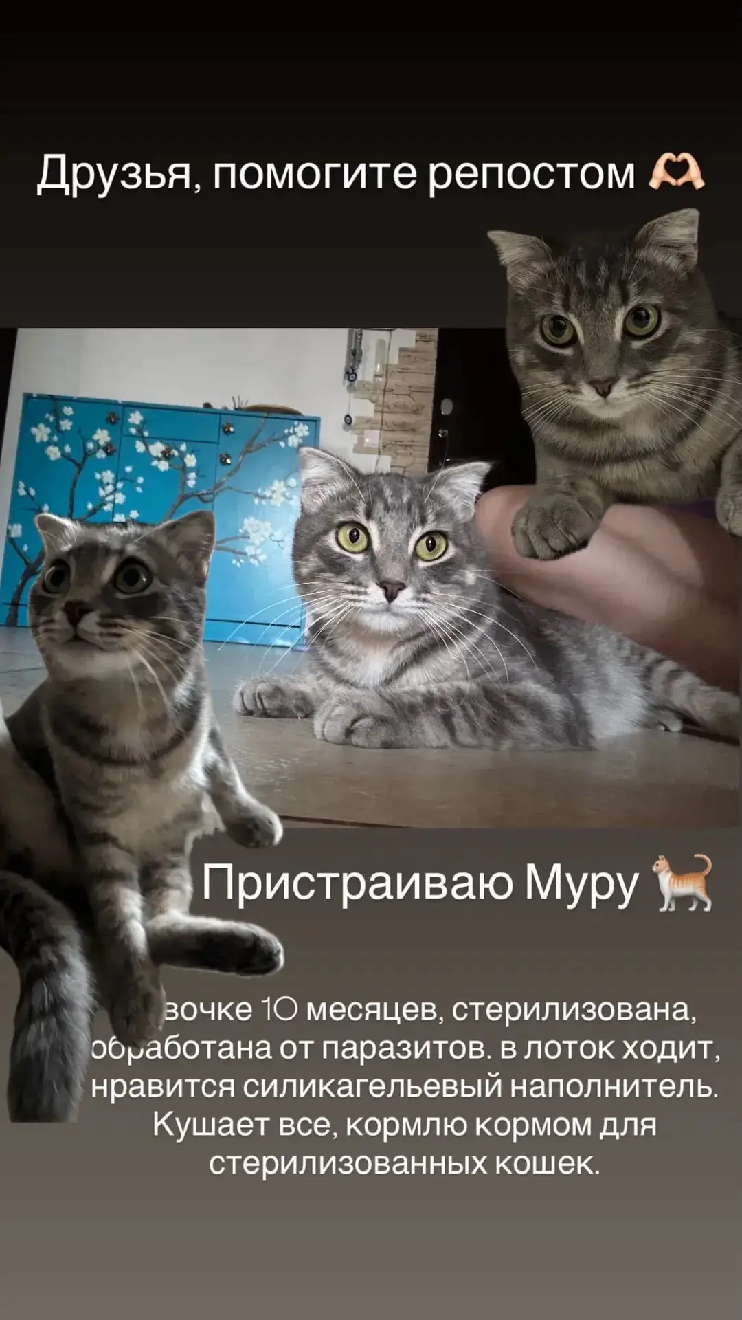 Девочка Мура  прекрасна, ждёт хорошие руки