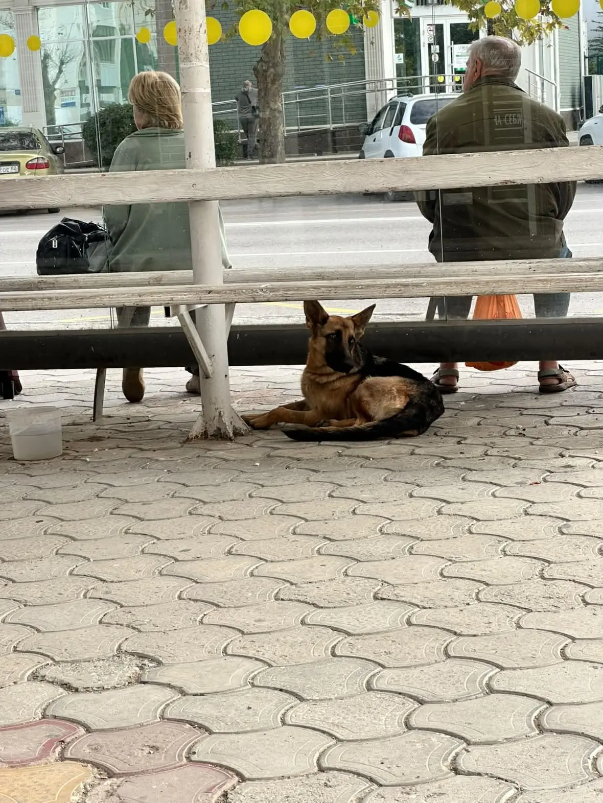 Возле остановки напротив молокозавода лежит ну очень худенькая собачка. 😔 Она выглядит...