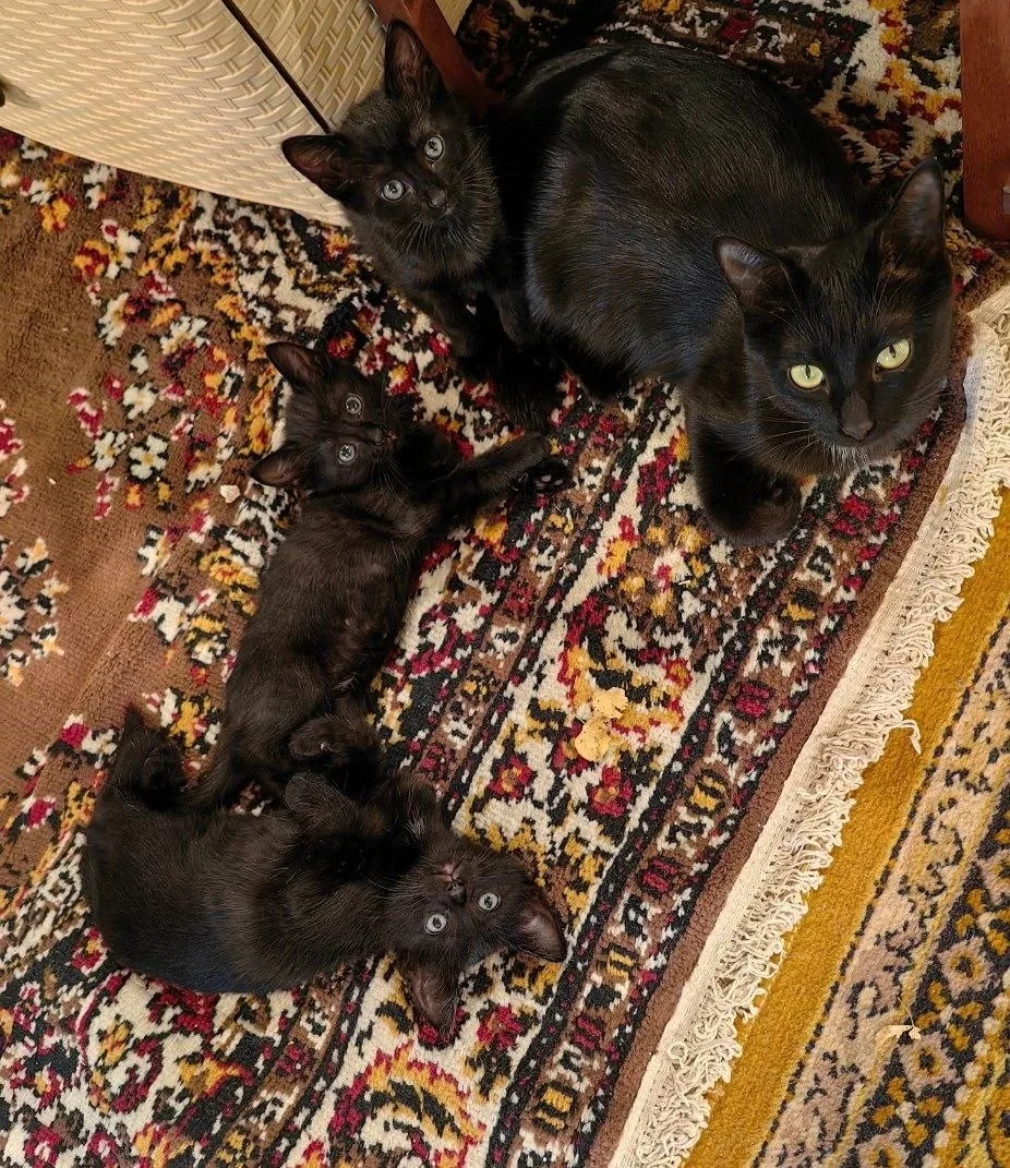 Всем доброго дня), в наличии есть вот такие вот черные котята (2 девочки и мальчик), 1....
