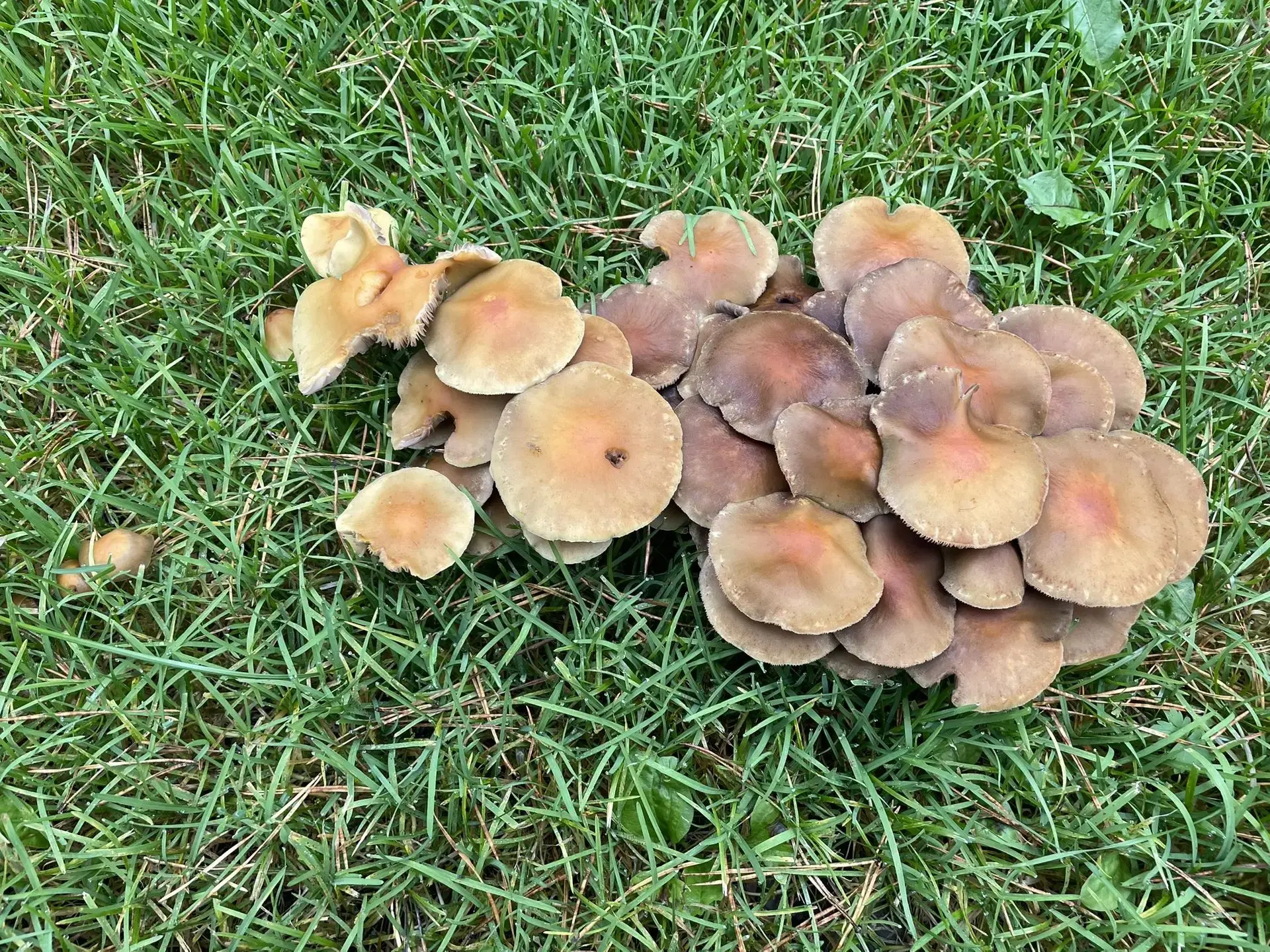 Хоть и ложные, но такие симпатичные 🍄