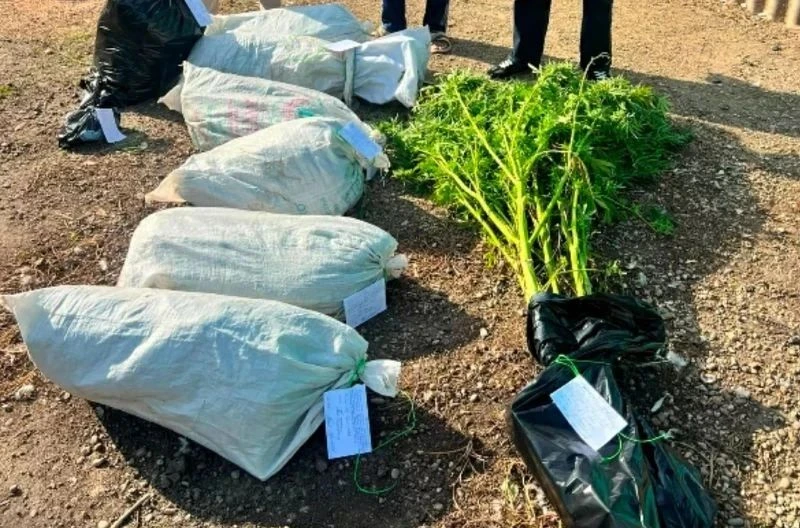 🔗В Адыгее оперативники наркоконтроля изъяли у местного жителя около 12 кг конопли и ма...