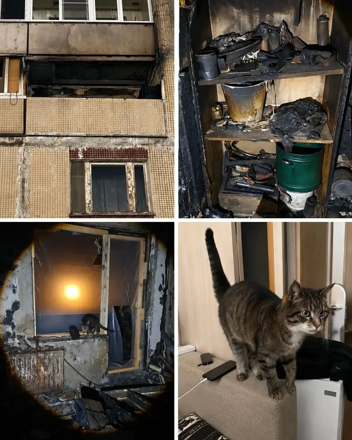 🐈‍⬛ Пережил пожар, а потом выживал на сухом горохе: на Энгельса спасли запертого кота