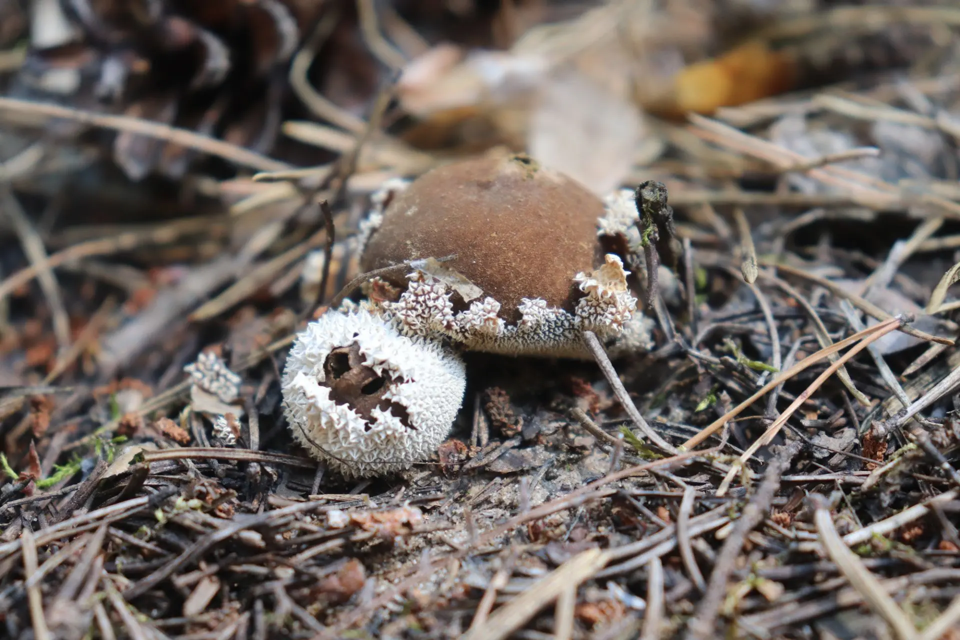 Часто встречаю в этом бору, каждый год, дождевик маргинальный (lycoperdon marginatum). ...