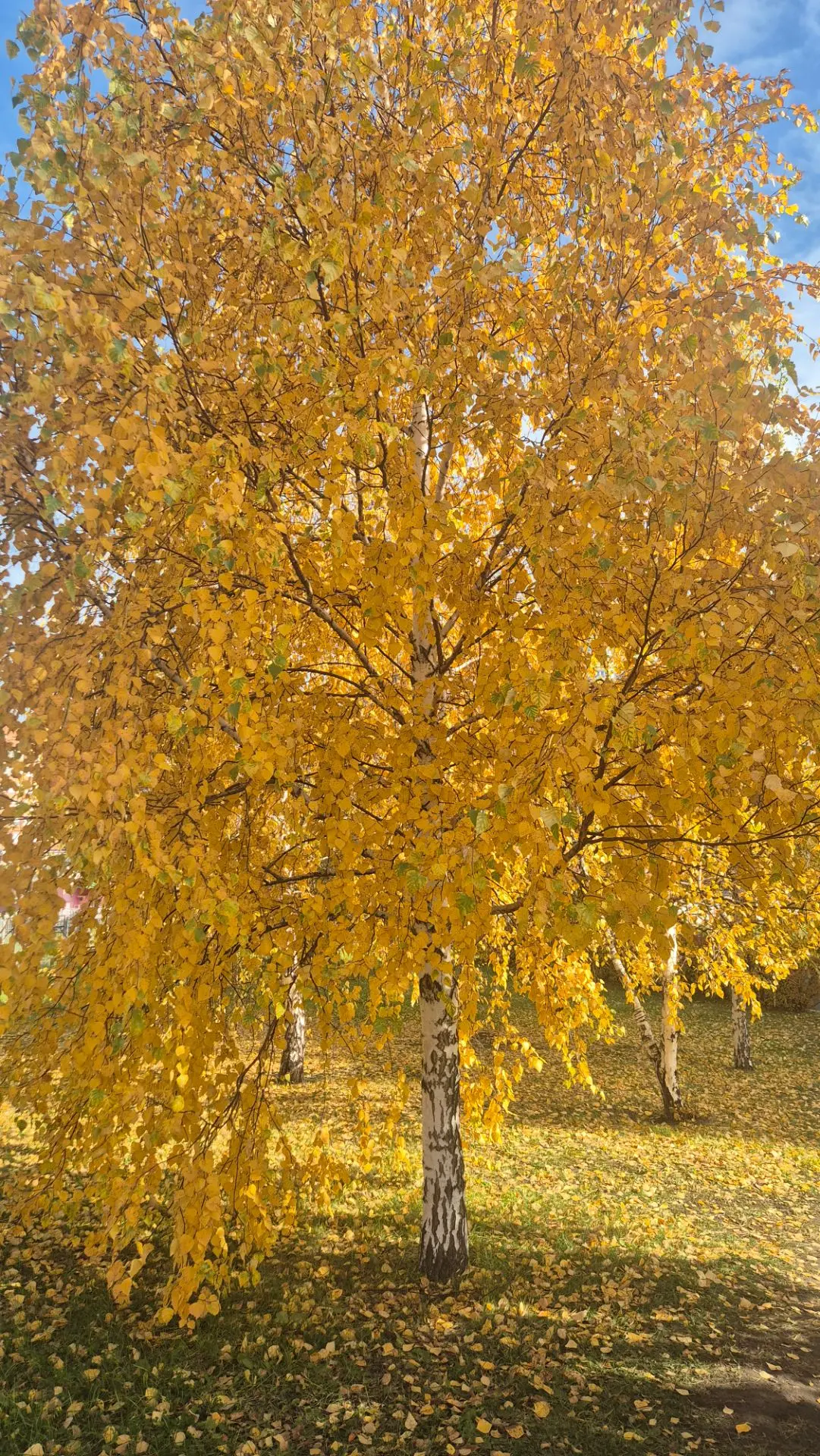 ❤❤❤😍😍😍ну что за красота