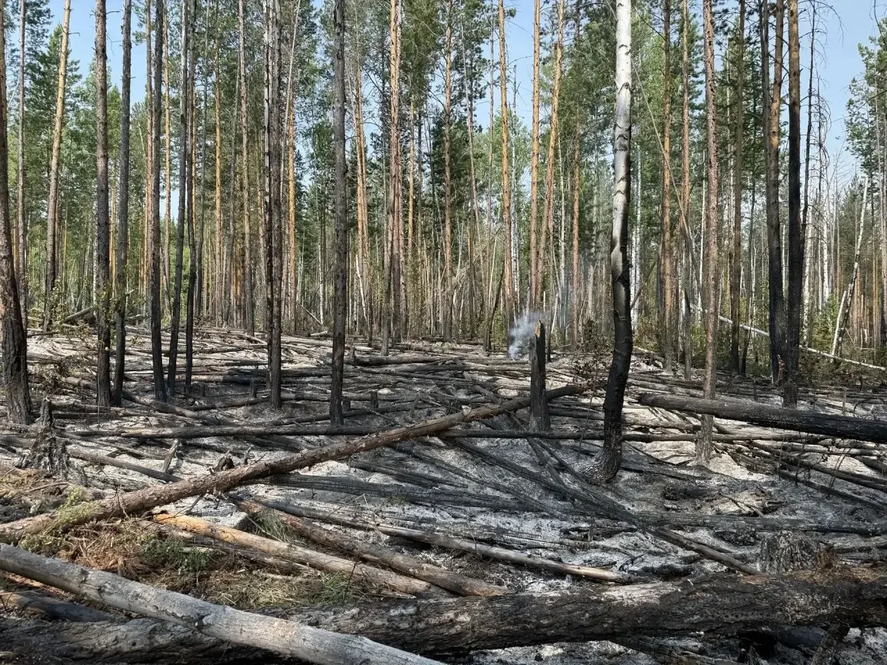 🔥 Пять участков без минерализованной полосы — 44 гектара сгоревшего леса: природоохран...