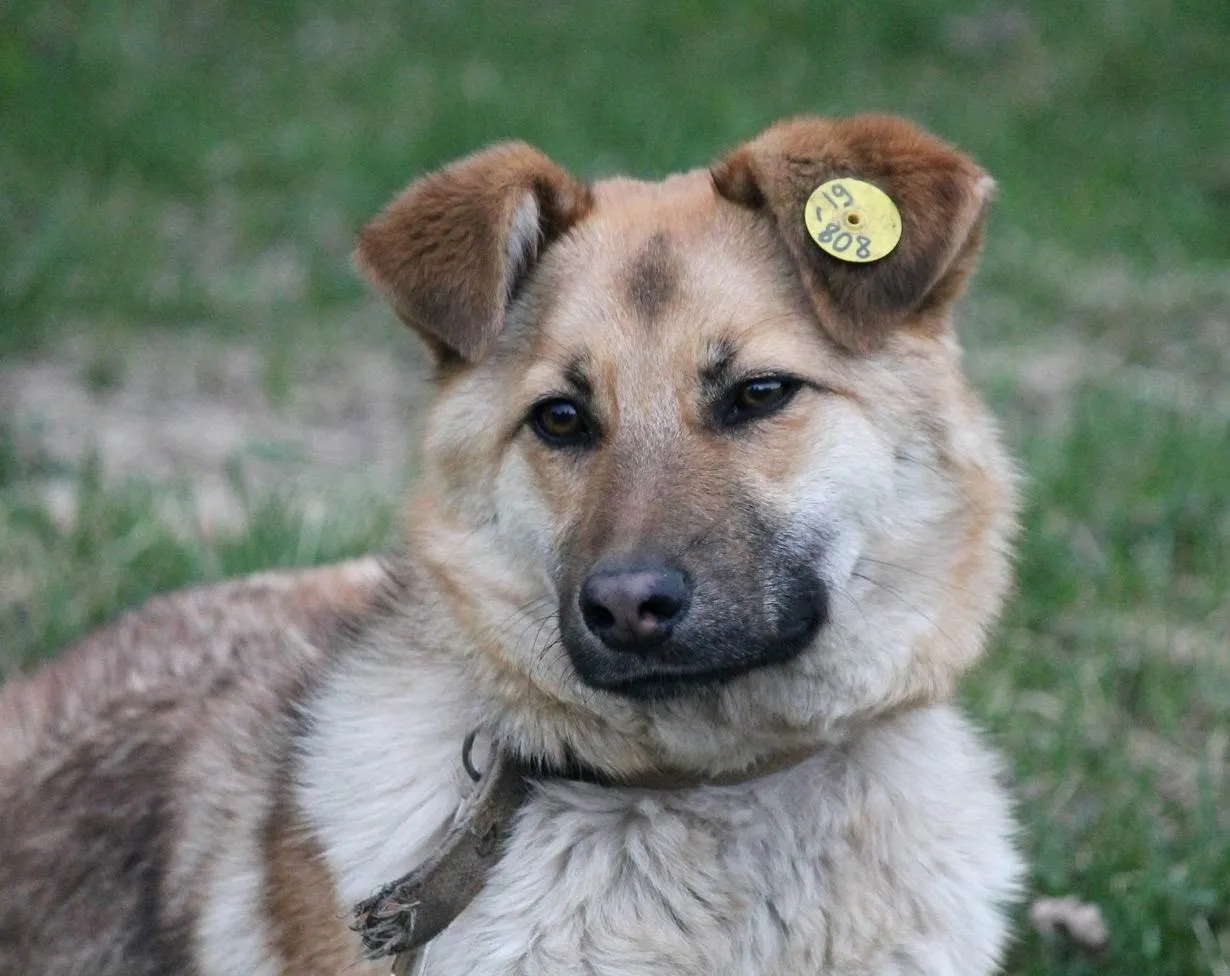 Очень эмоциональная, добрая и ласковая малышка Майя ищет хозяев. 🌺⭐