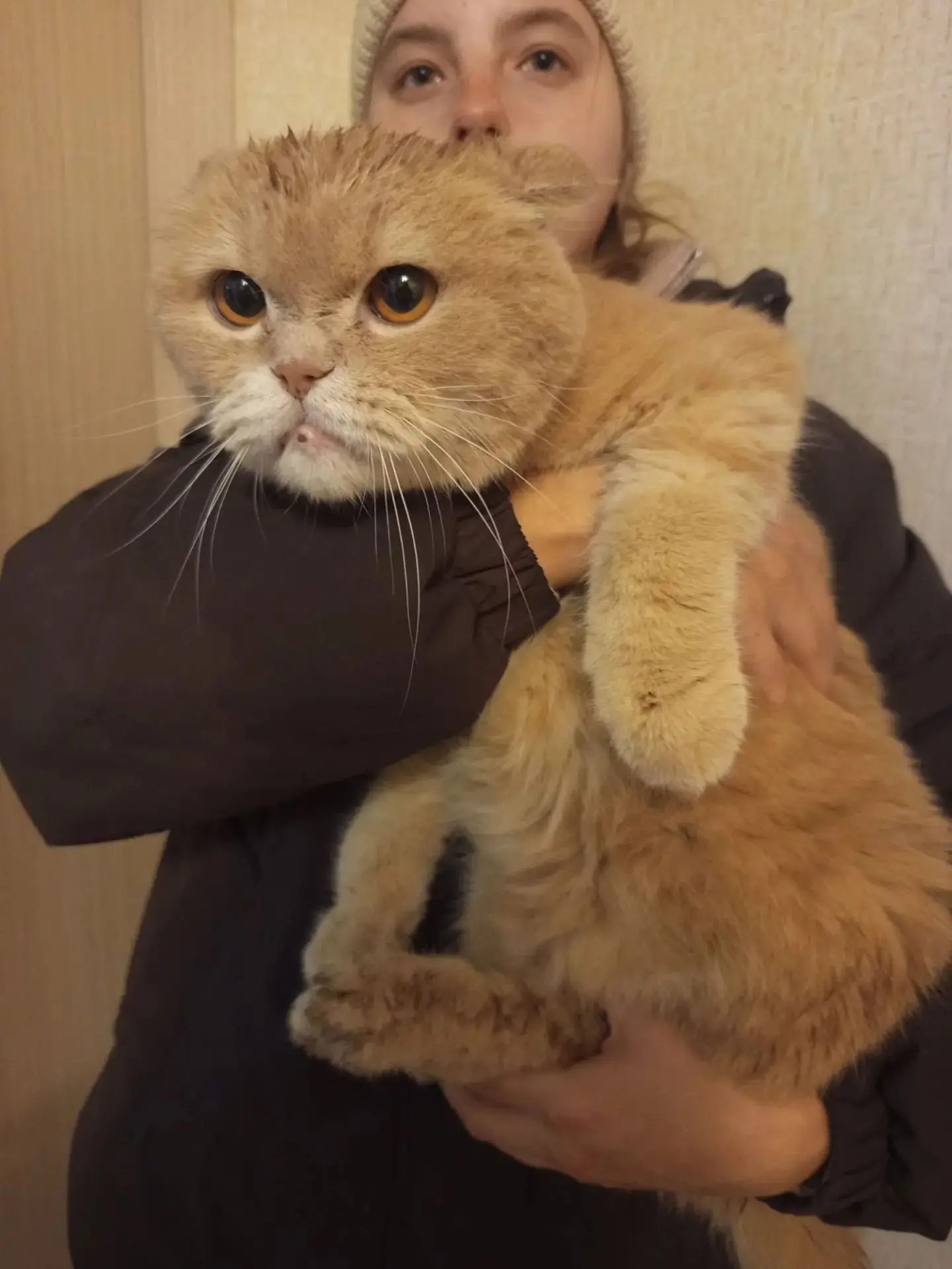 Чей котик?