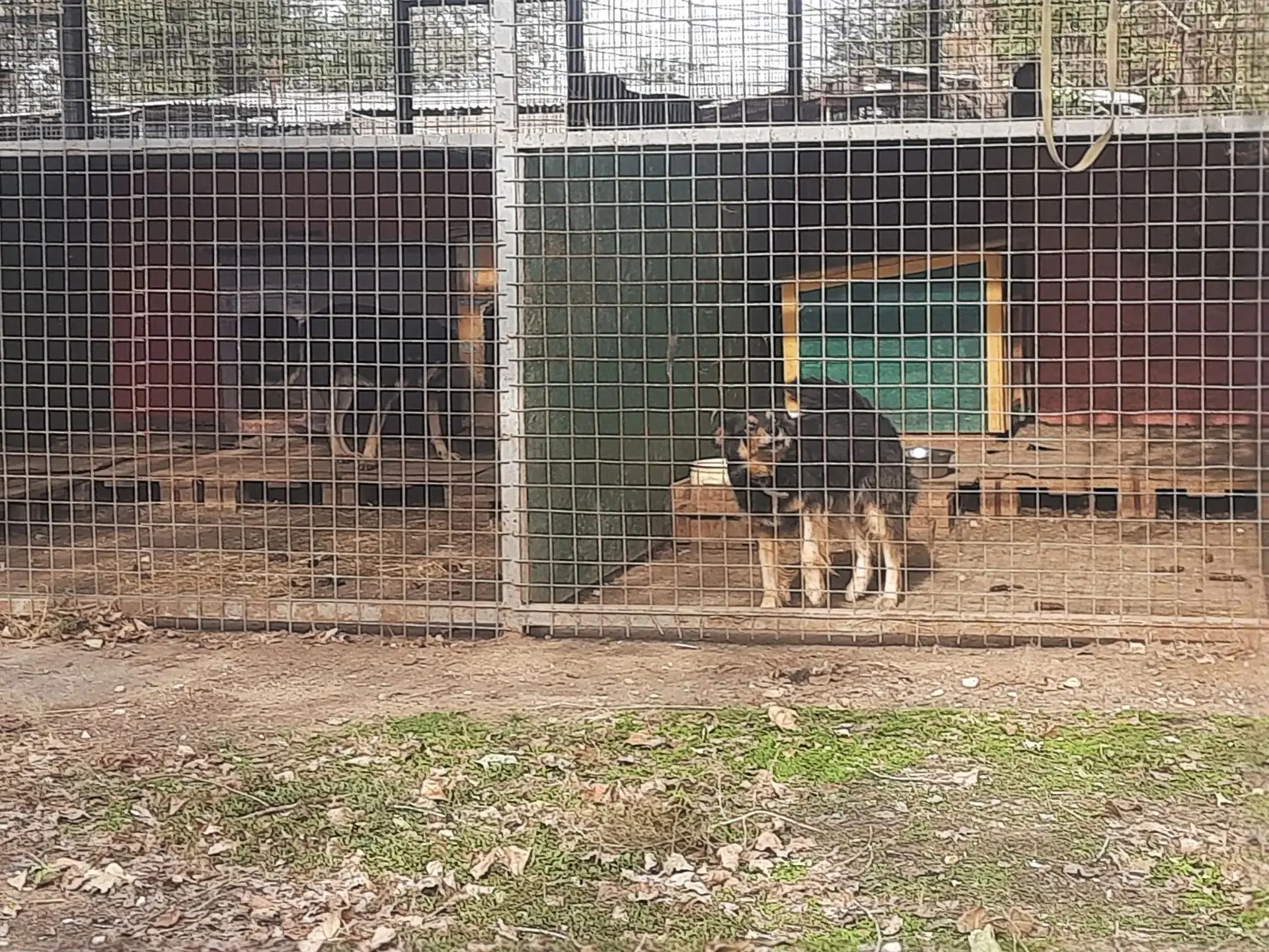 🐾 Доброта спасает мир: волонтёры школы № 20 навестили приют «Уголёк»!