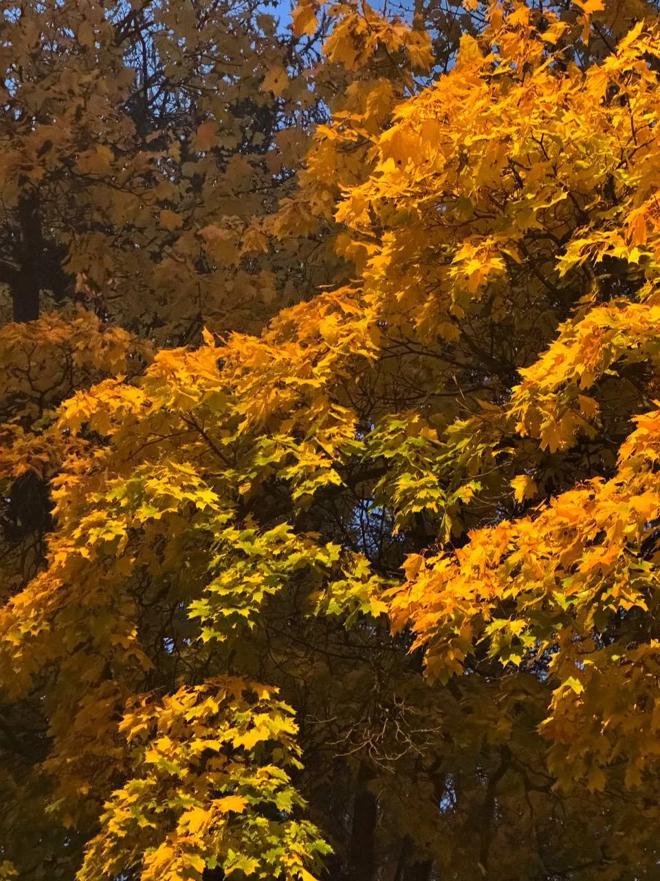 Осенний парк 🍁🍁🍁