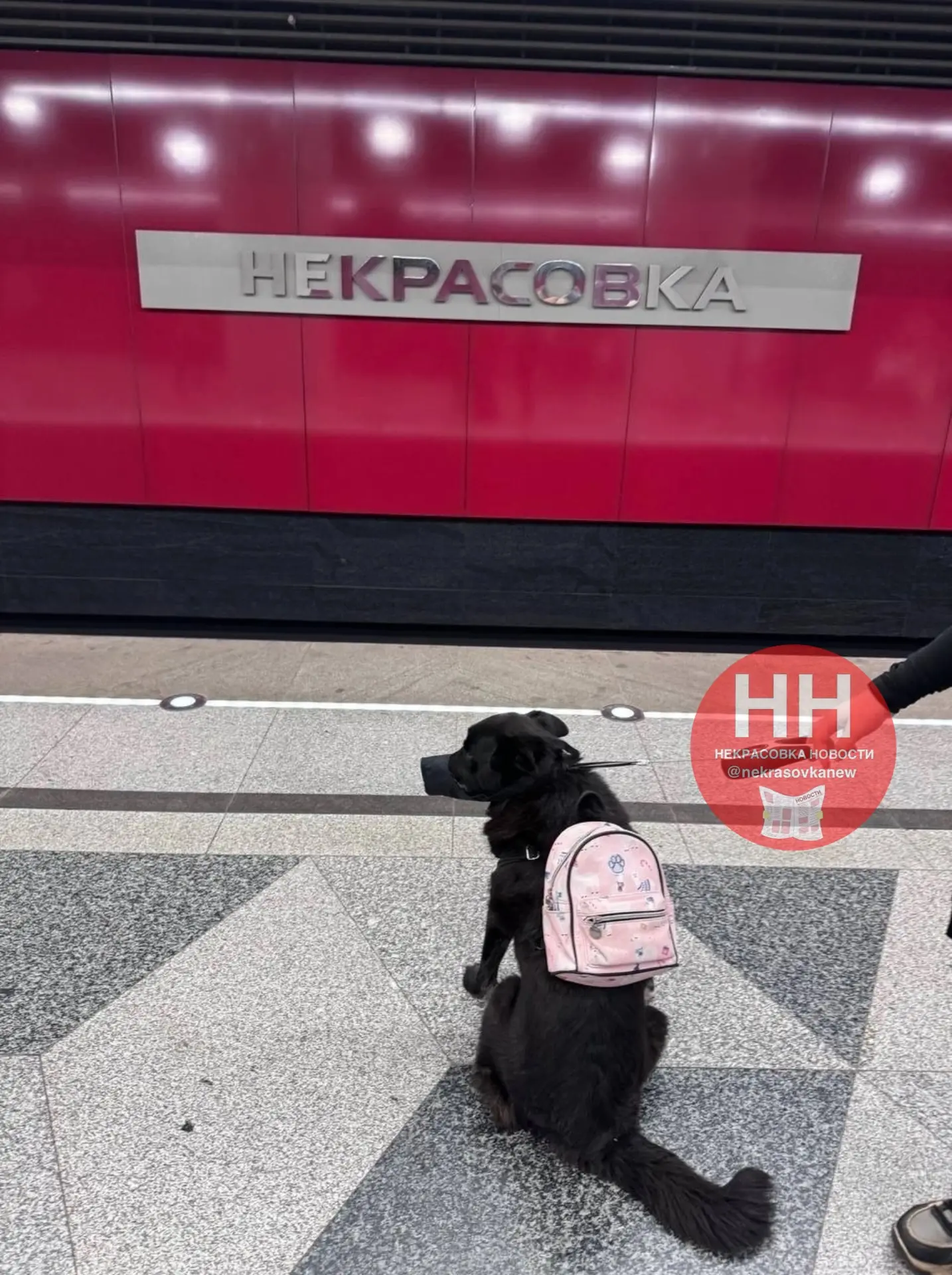 😍Собаку с рюкзаком за плечами заметили на платформе станции метро Некрасовка