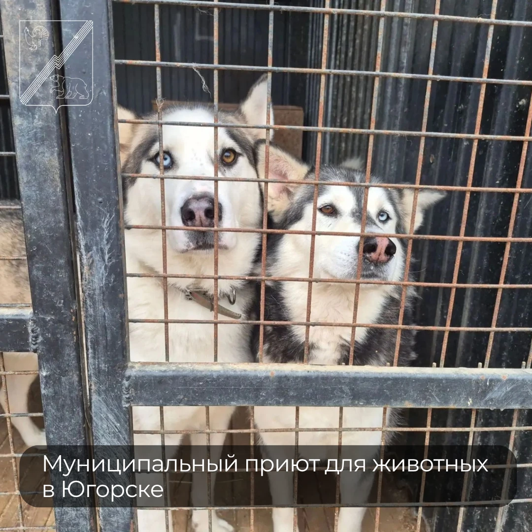 Муниципальный приют для животных в Югорске: помогаем вместе