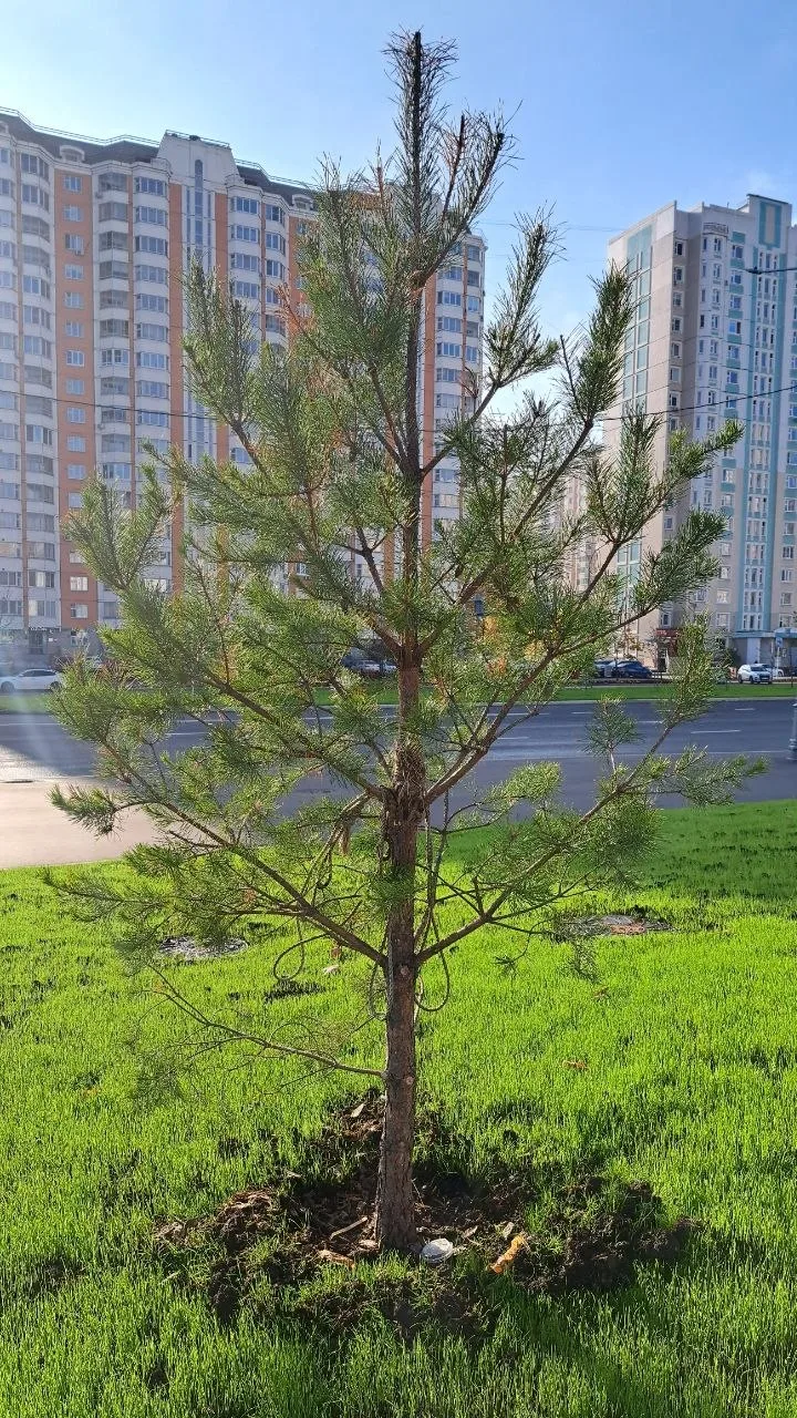 У ТРЦ "Краски" по гарантии высадили "три" сосны по адресу: г. Москва, Рождественская ул...
