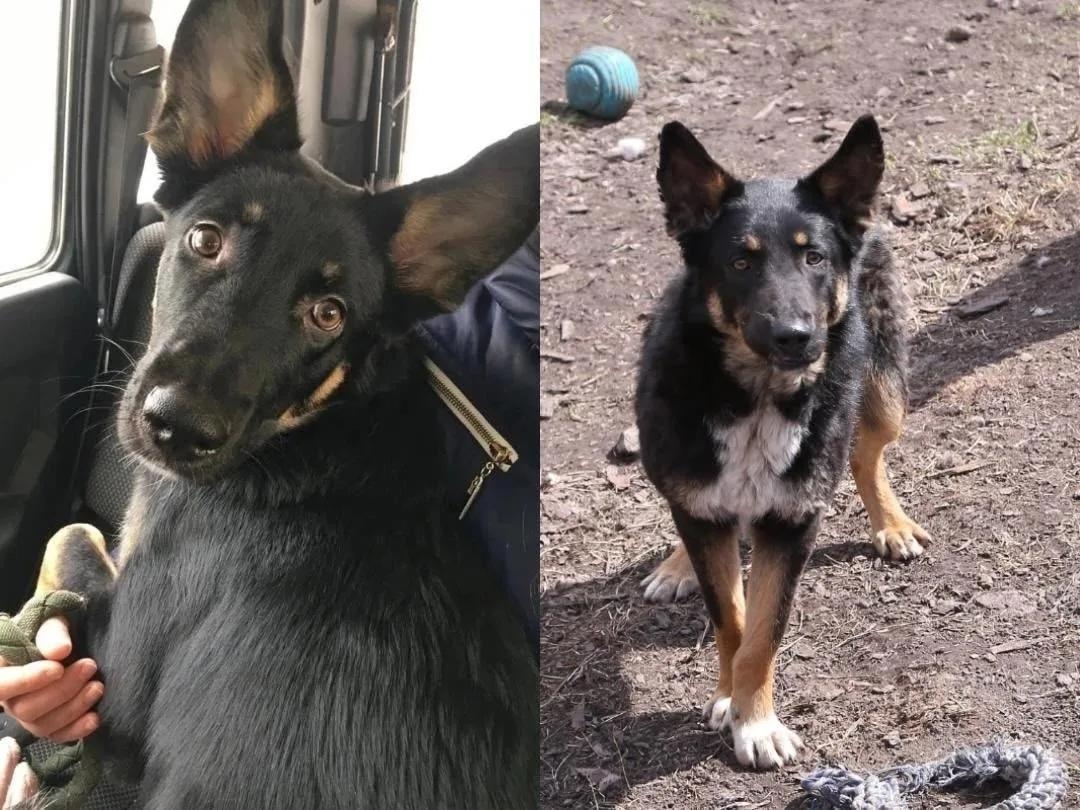 🐾❤️ ЧАРА ИЩЕТ ДОМ! ❤️🐾