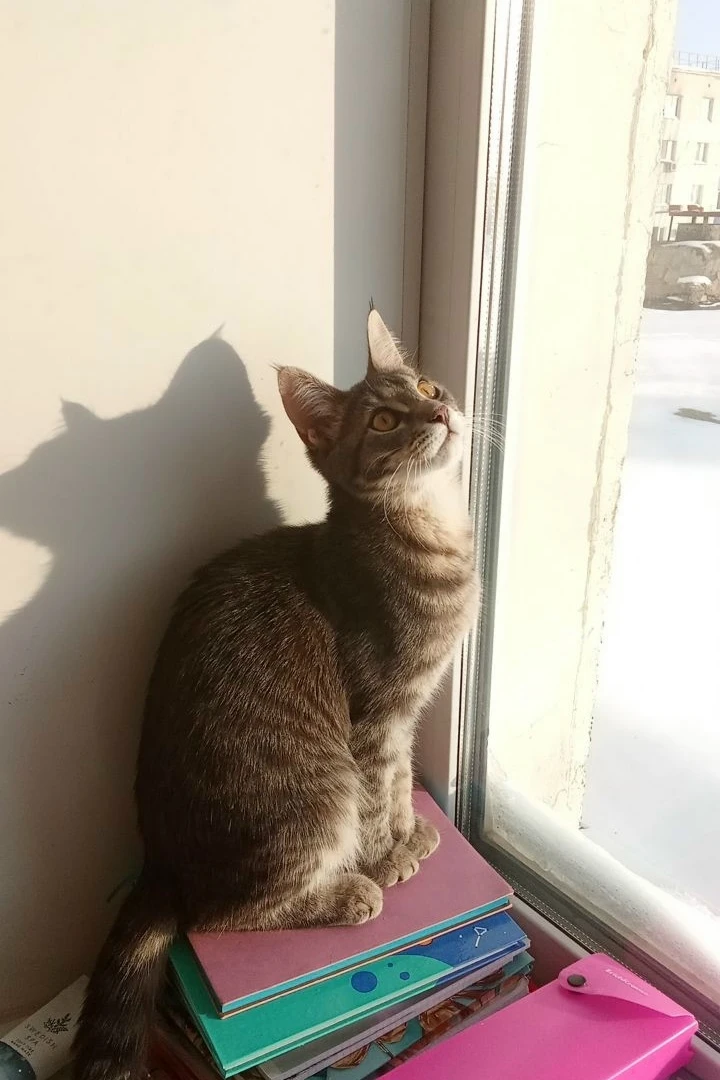 Пропала кошка по кличке Клёпа.