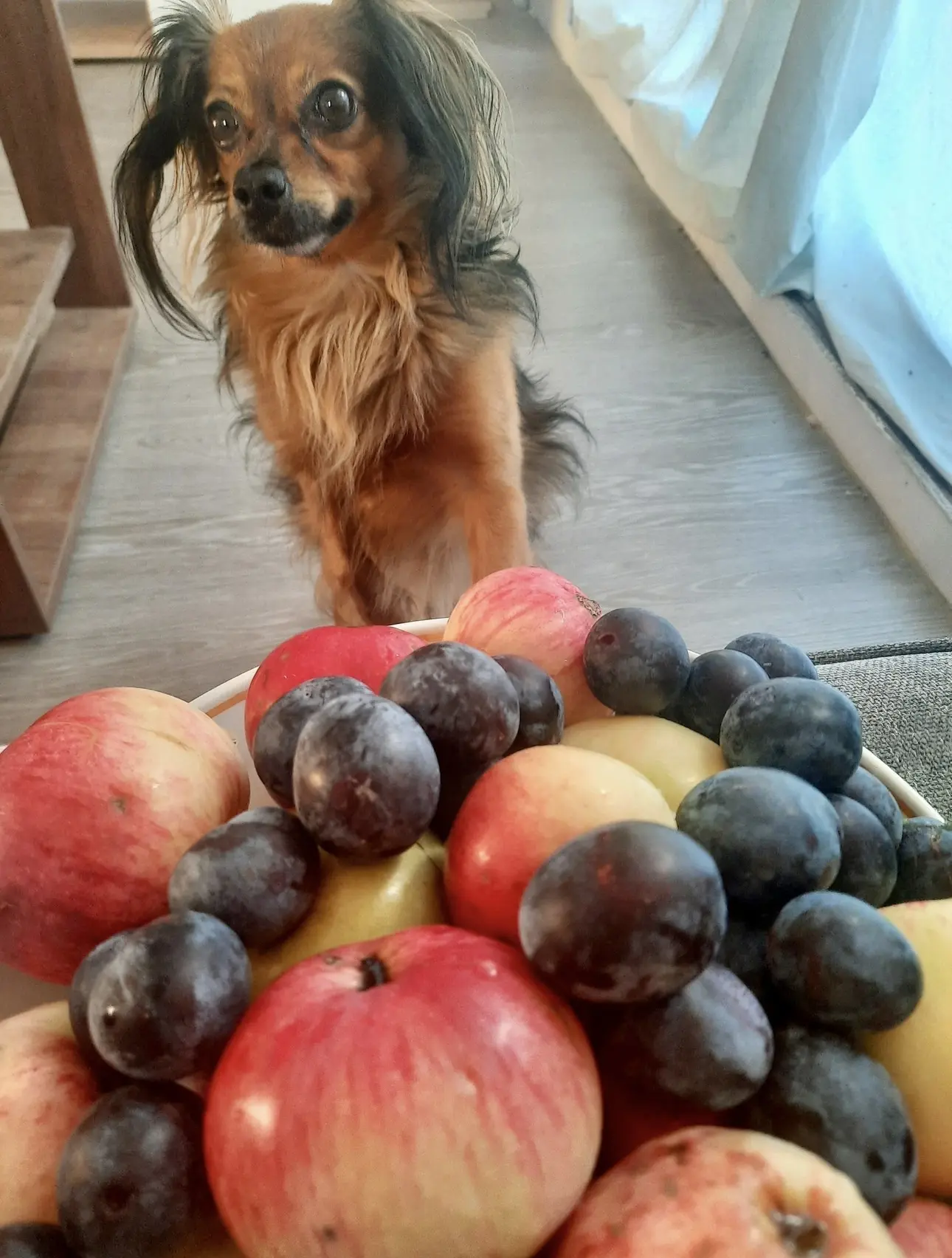 🐾😂🤪