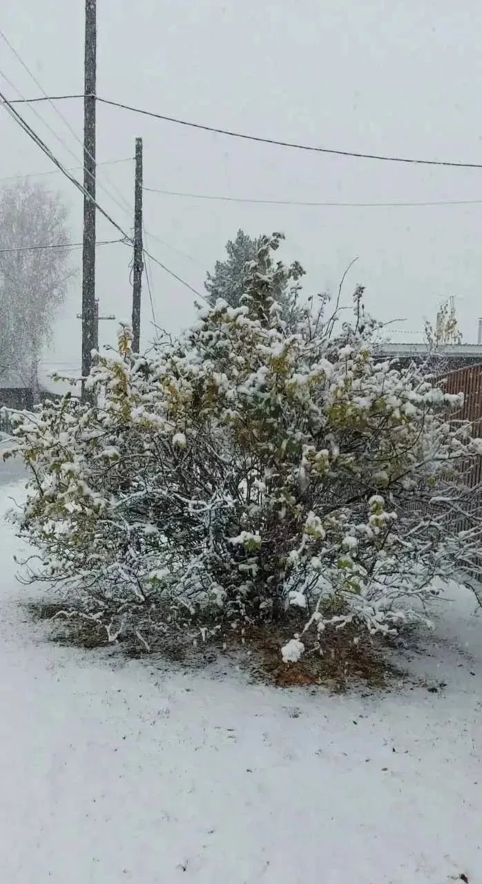 Снегом завалило Шушенское!