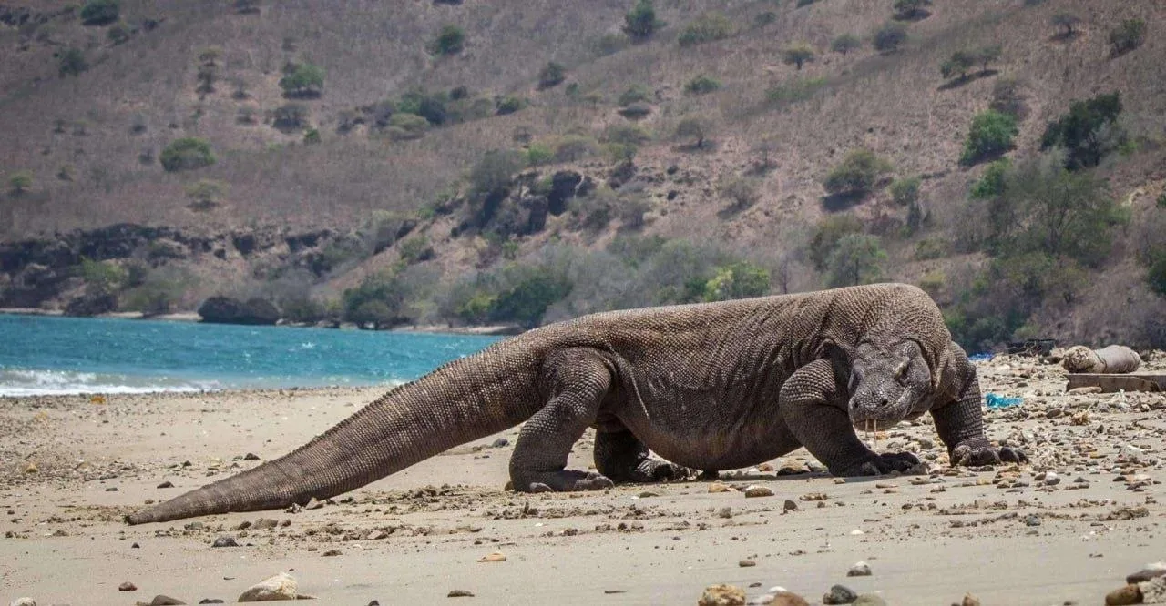 🦎 Комодский варан - крупнейшая ящерица планеты