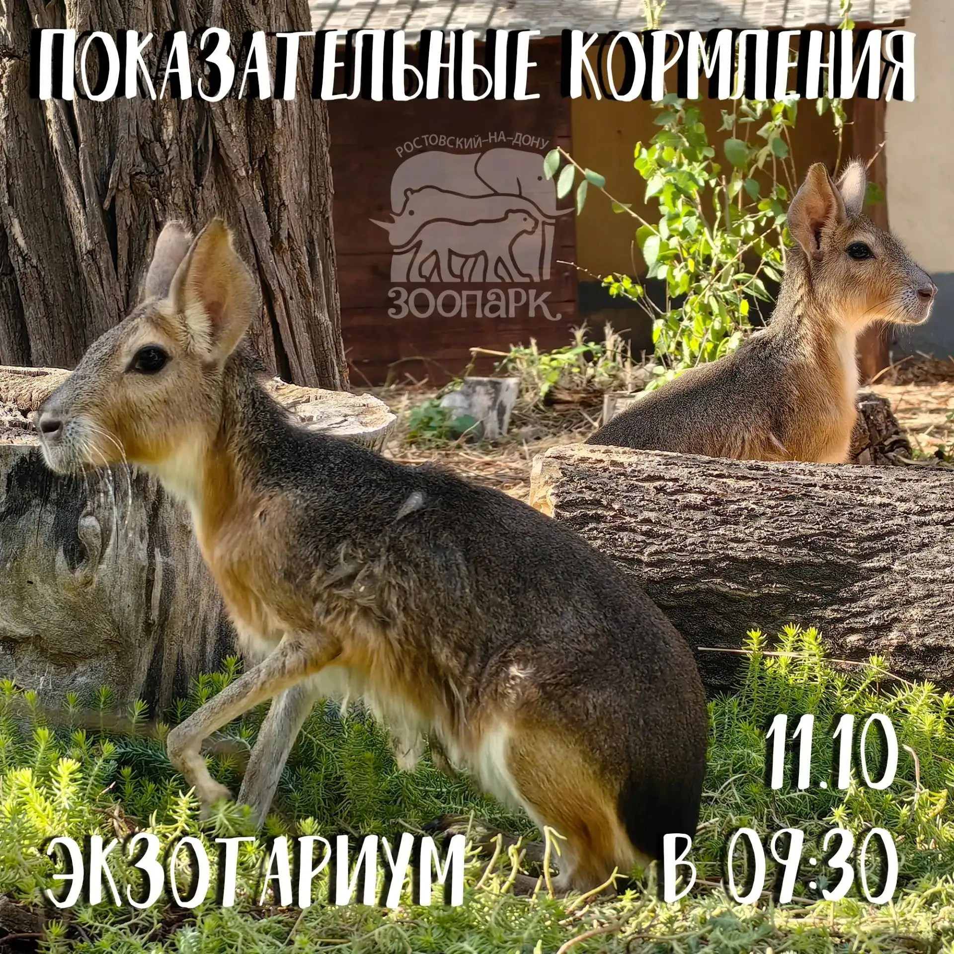 📣 Показательные кормления – не просто обед «по расписанию», а настоящее познавательное...