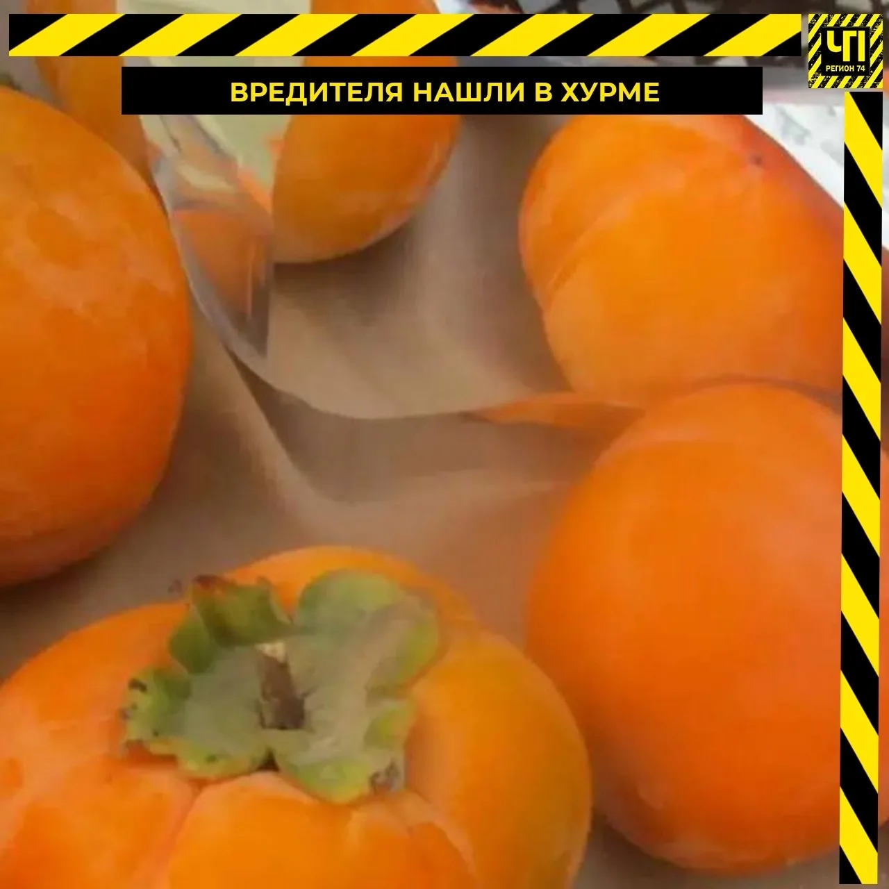 🍊 В Челябинскую область не пустили 8 тонн опасной хурмы