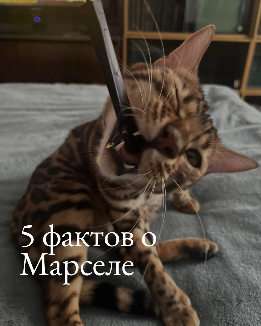 Несколько фактов о Марселе в карточках для любимых подписчиков♥️