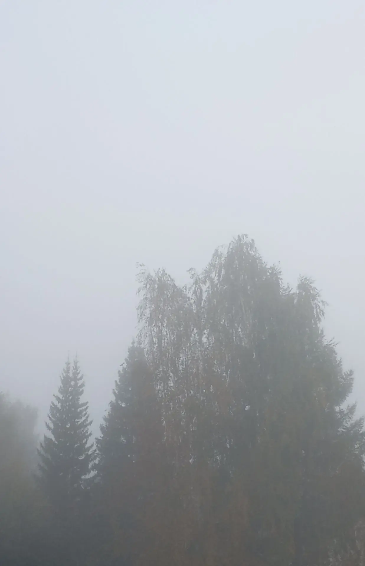 Осеннее утро.
