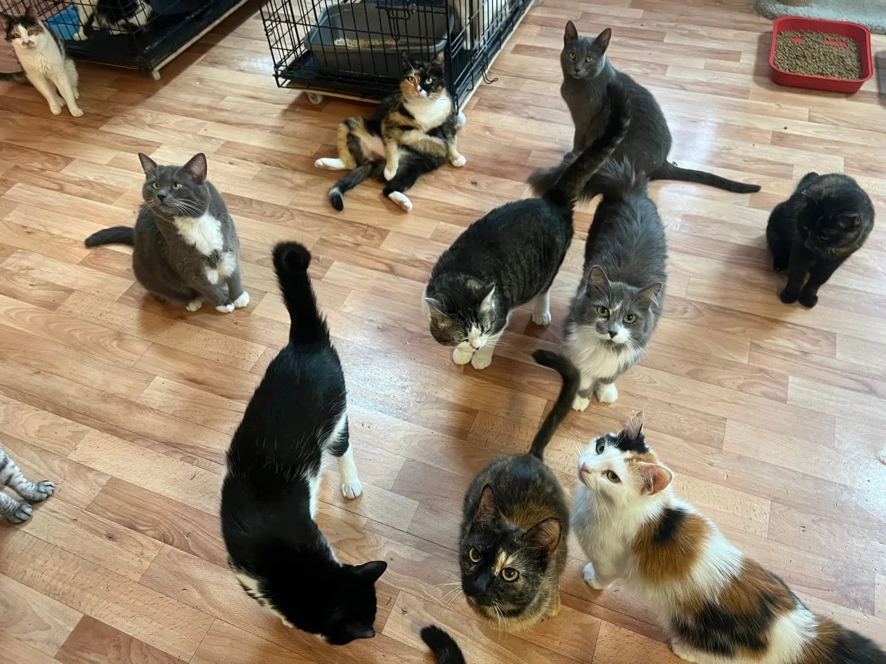 🐈 В Ярославле после 10 лет работы закрылся приют «Артемида», где содержались около сот...