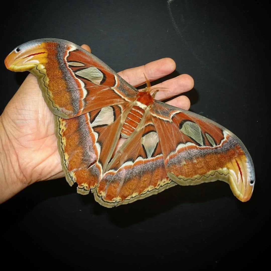 Павлиноглазка атлас