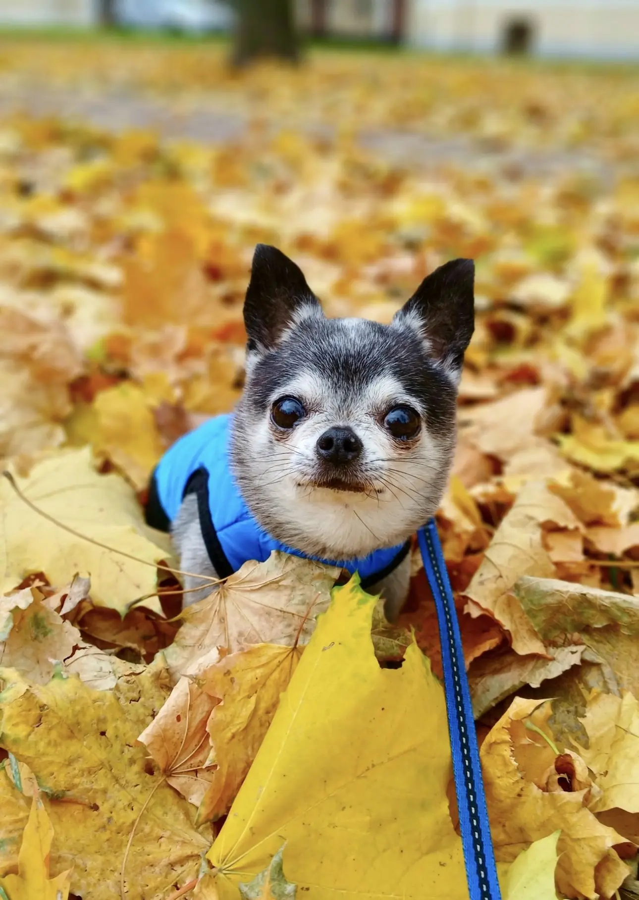 🐾🤗🍂