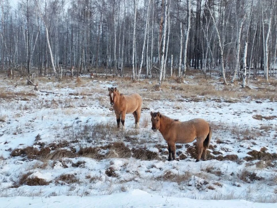 ❄️ Экстремальный холод в горах и тепло на юге Якутии