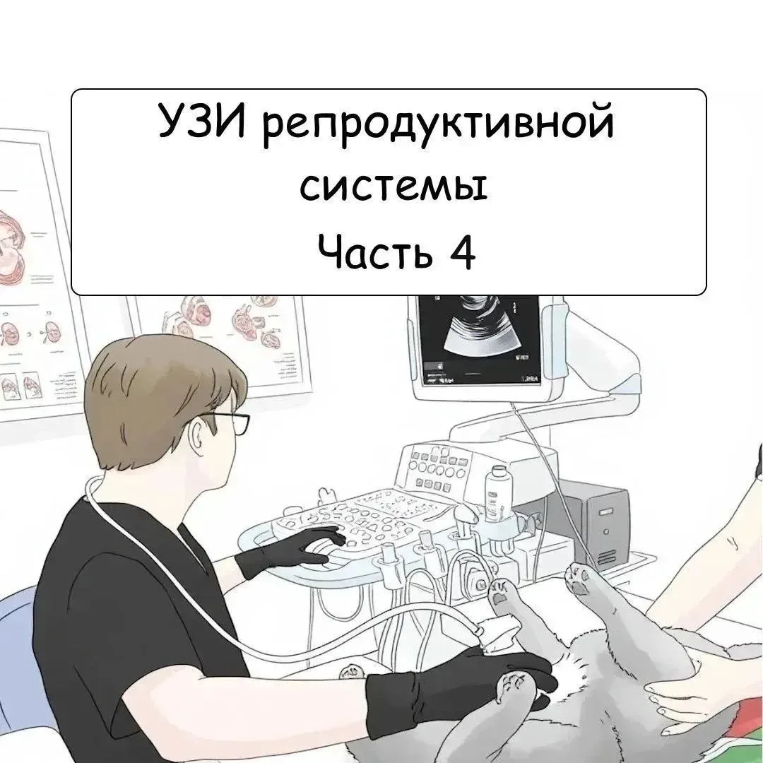 🐾 УЗИ репродуктивной системы у животных: от генетики до беременности