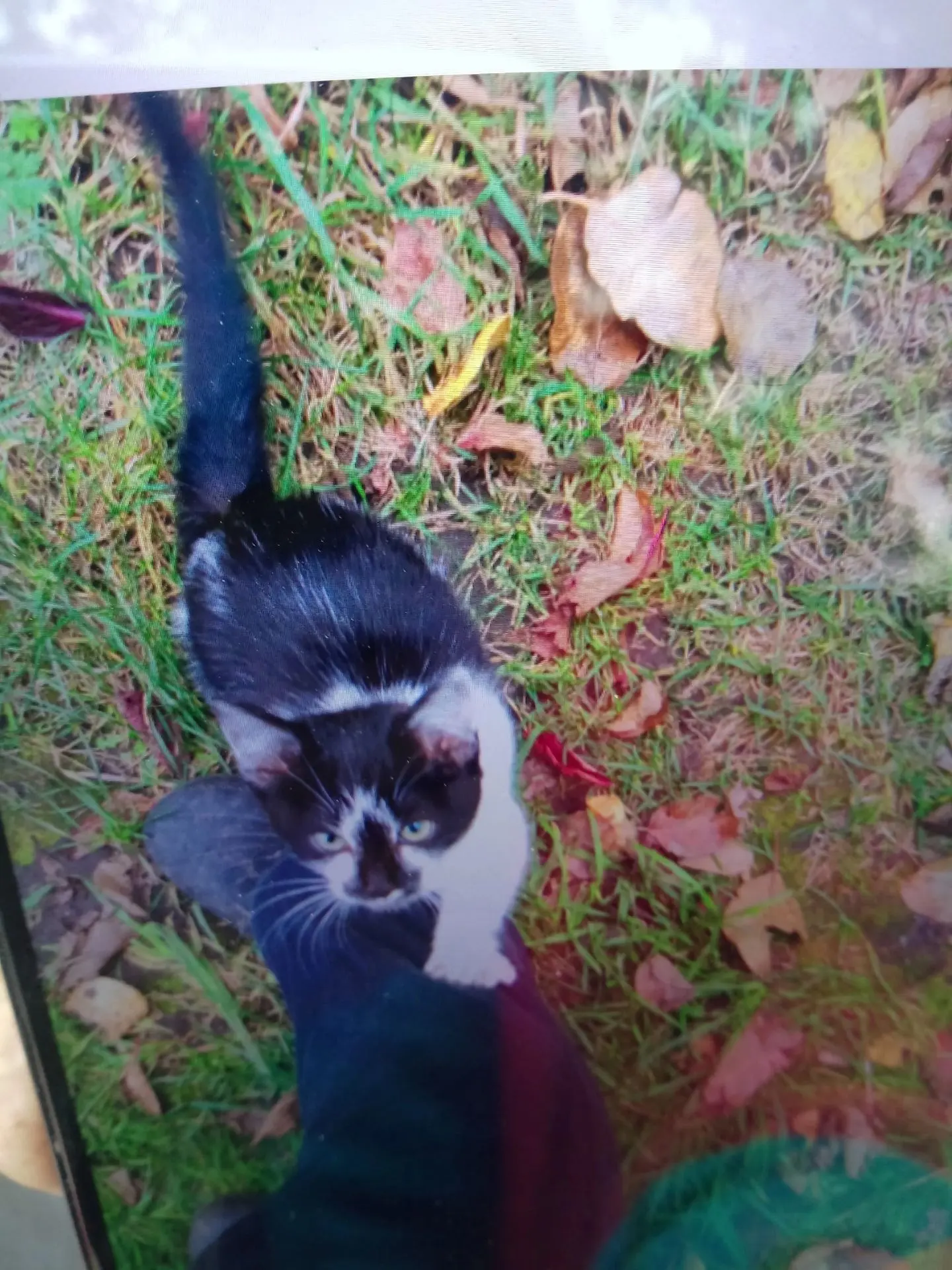 🐈Чья? Тел. 89105516878