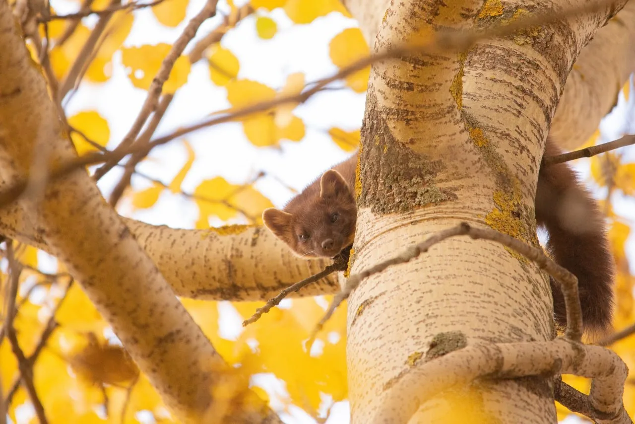 🦊 В парке «Семья» снова заметили куницу