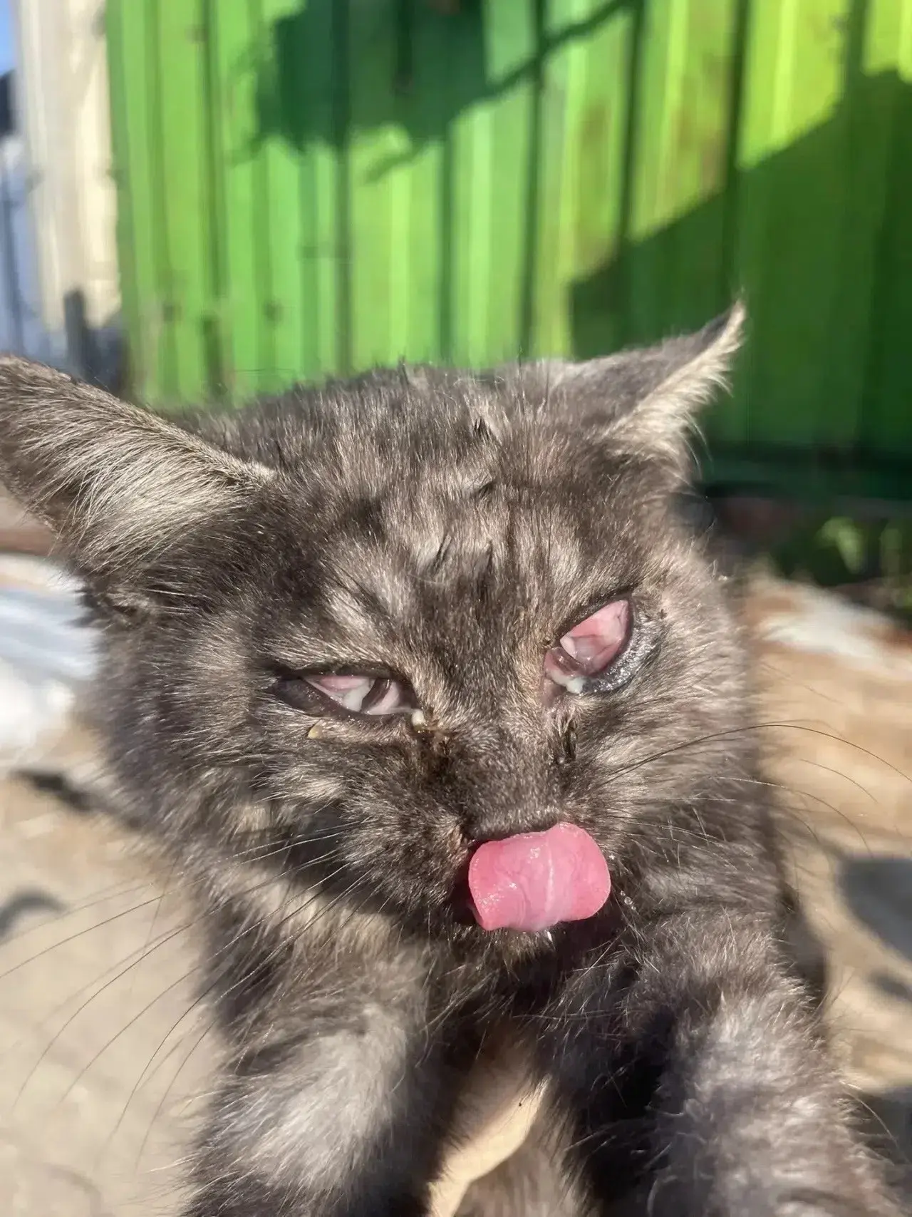 🆘🆘🆘Друзья у нас двое новых подопечных, которым требуется экстренная помощь и длитель...