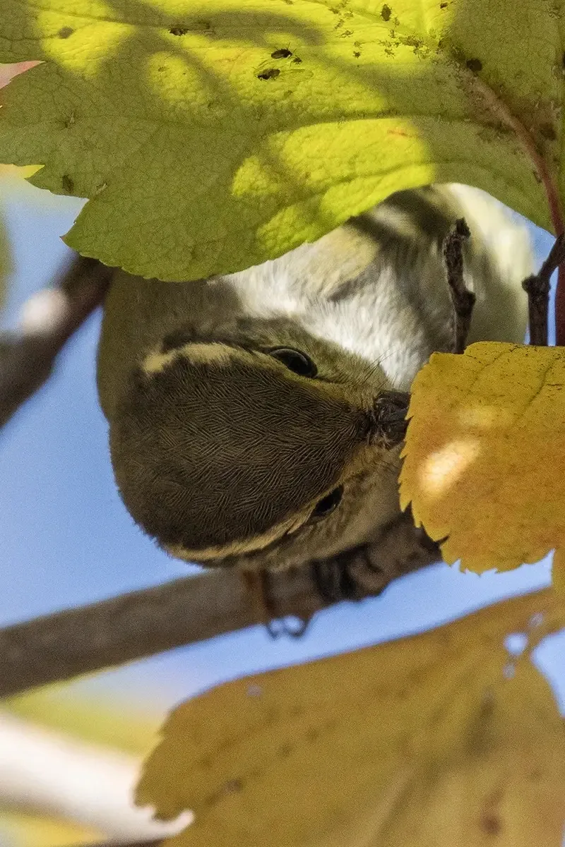 Маленькая охотница за тлёй 🐦