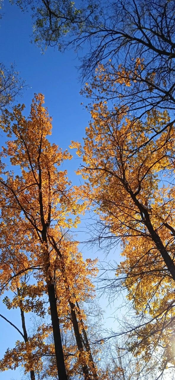 Наш подписчик делится осенними фотографиями 📷🍁