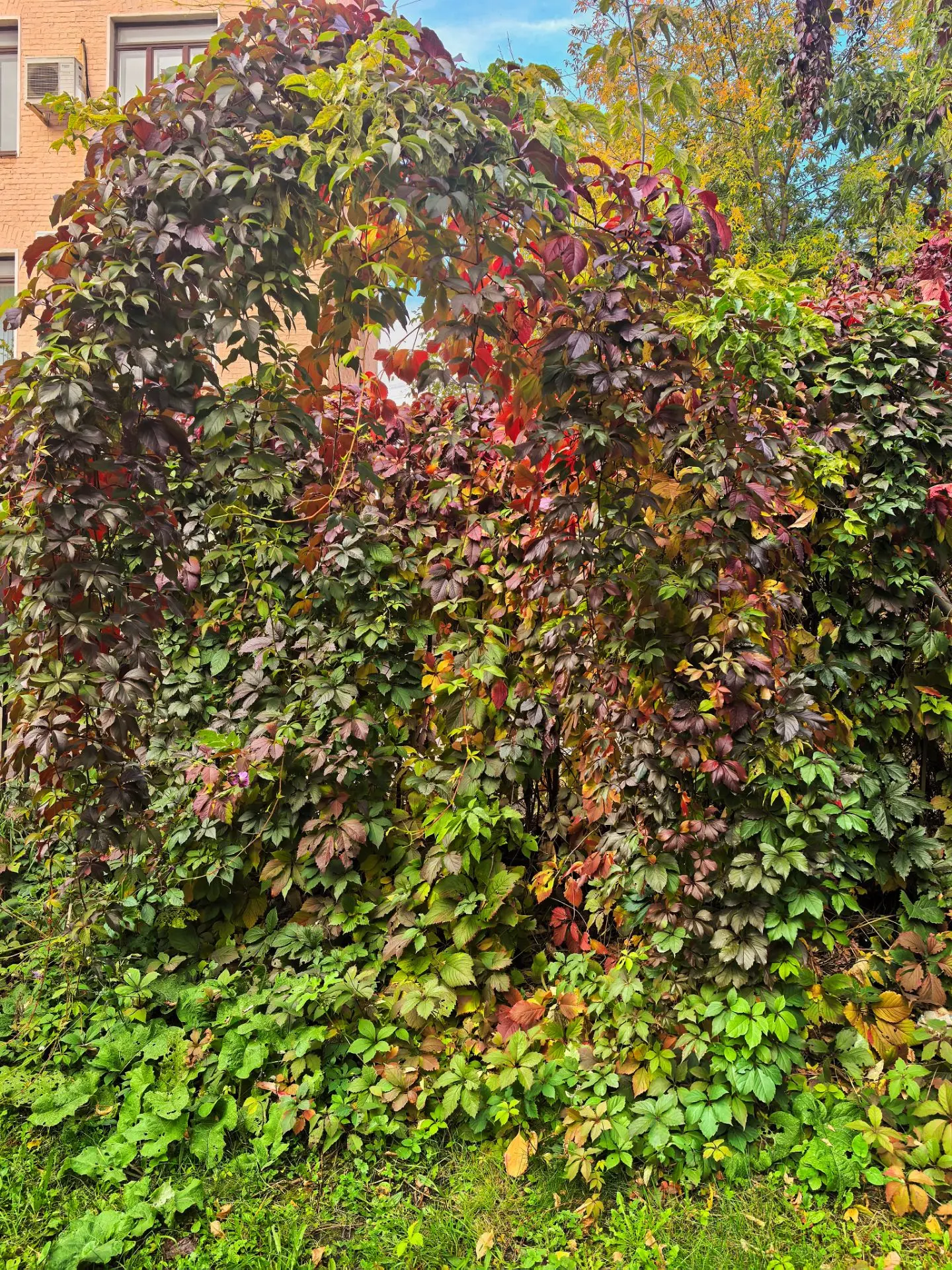 Посмотрите что сплелось, переплелось и окрасилось 🍂🍁 Эти природные осенние шедевры вп...