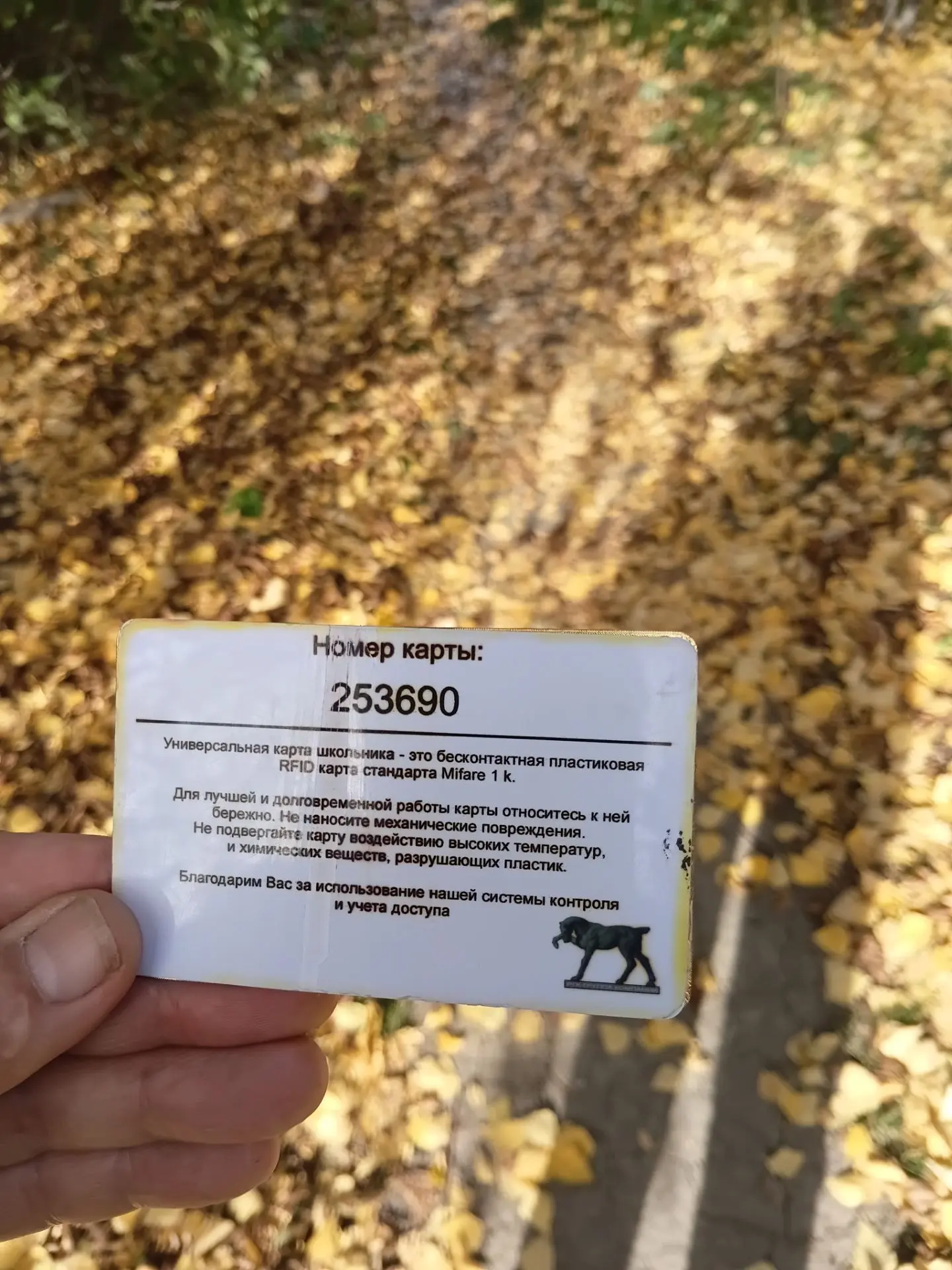 Чья потеряшка