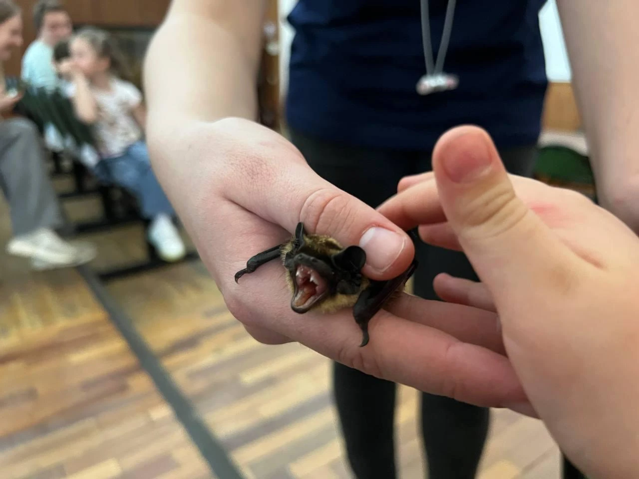 Дракулы вперёд! 🦇