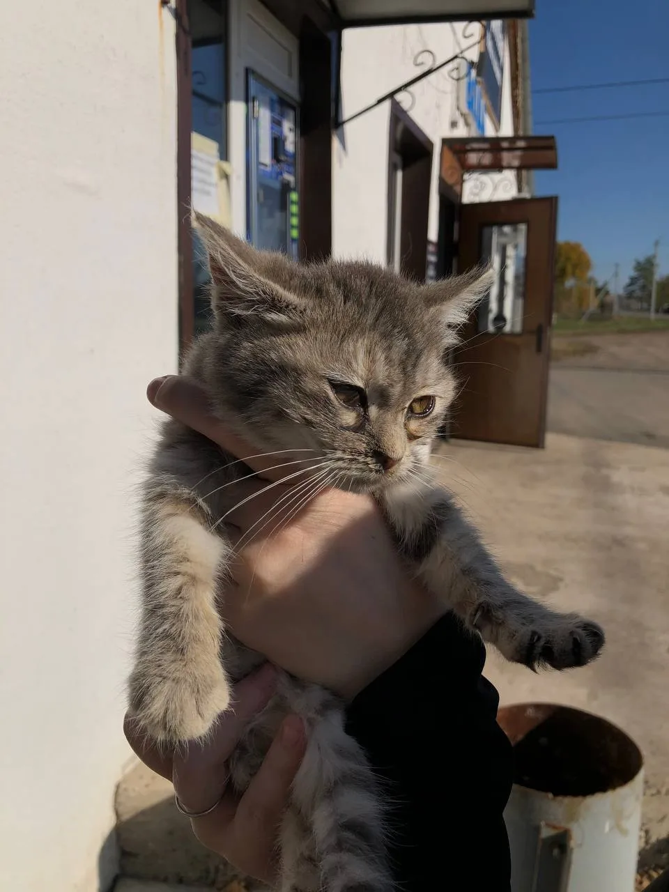 Нашла 2-ух маленьких котёнка , за ними нужен уход, нужно полечить глазки. Отдам в добры...