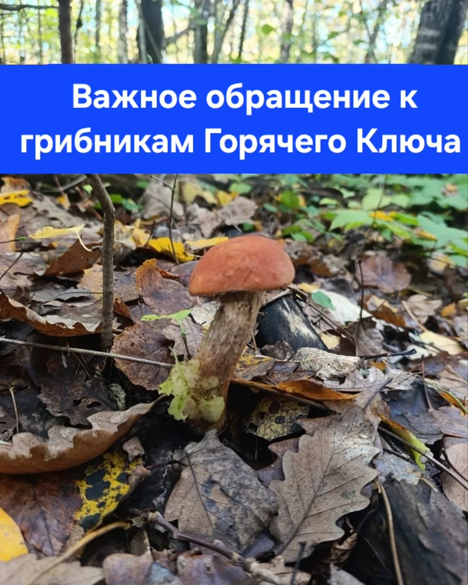 🍄 ОМВД России по городу Горячий Ключ призывает грибников к повышенной осторожности