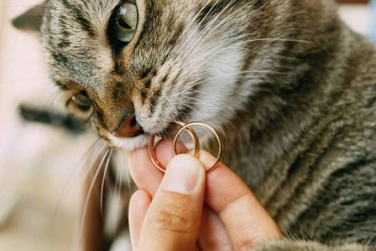 💍 Ритуал сегодня вечером поможет выйти замуж, — эксперты