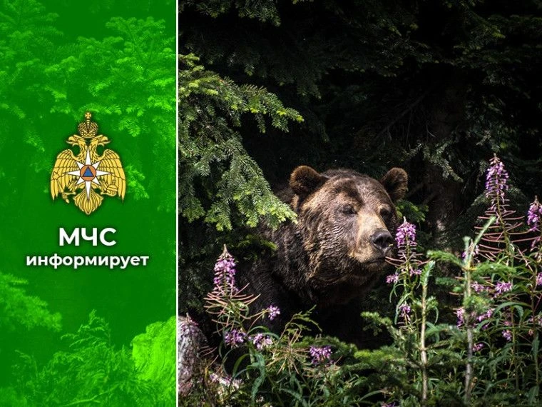 Захламленные мусорные площадки приманивают медведей!