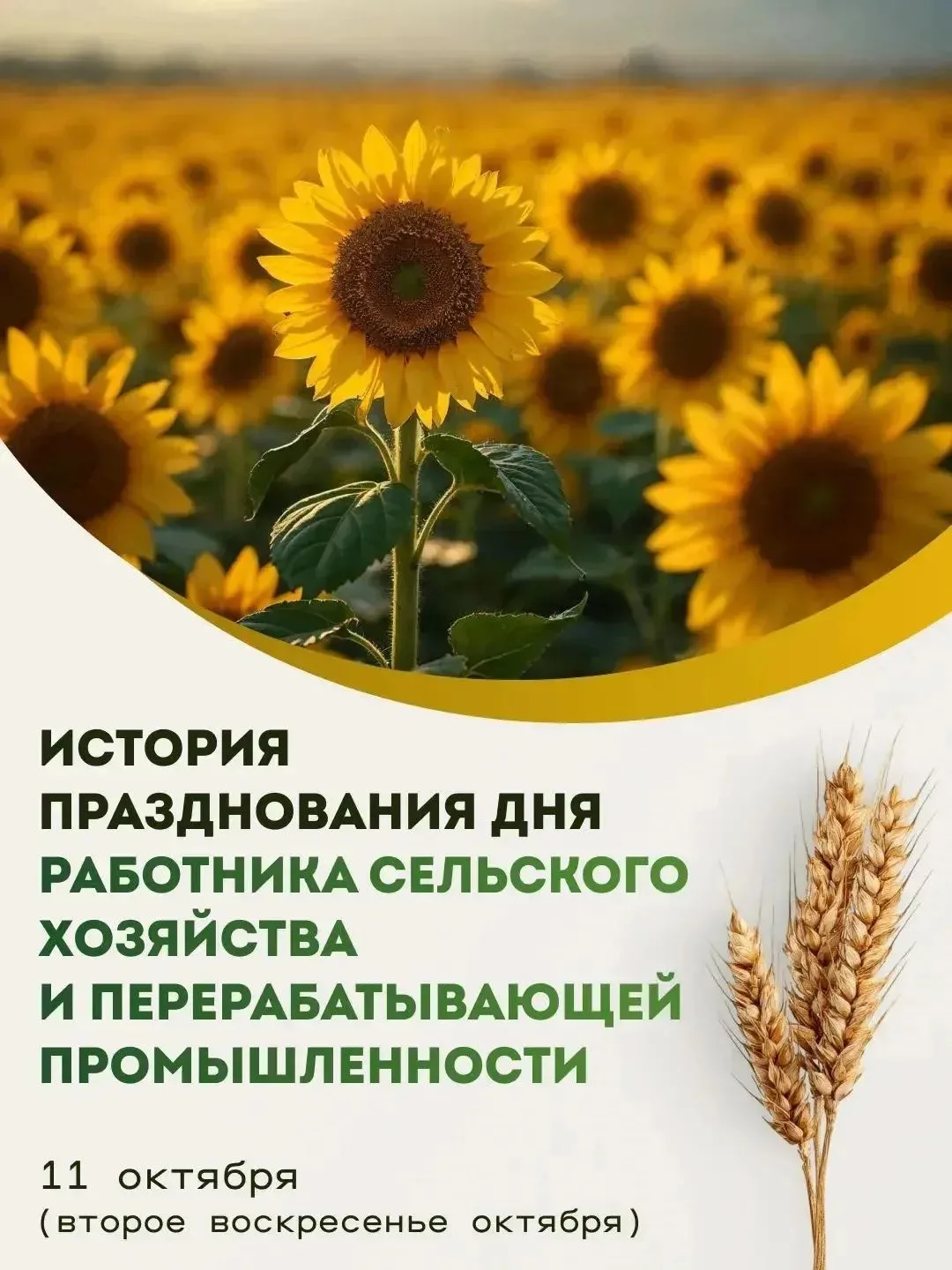 🌻 Ежегодно во второе воскресенье октября Краснодарский край отмечает День работника се...