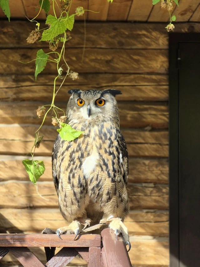 🦉 Филин Совух в Центре охраны хищных птиц с нетерпением ждёт открытия Музея соколиной ...