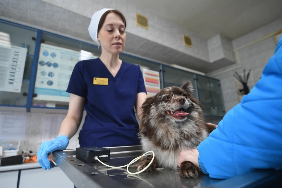 🐾 Финал «Ветклиники года»: решите судьбу в главной ветеринарной премии Челябинска прям...