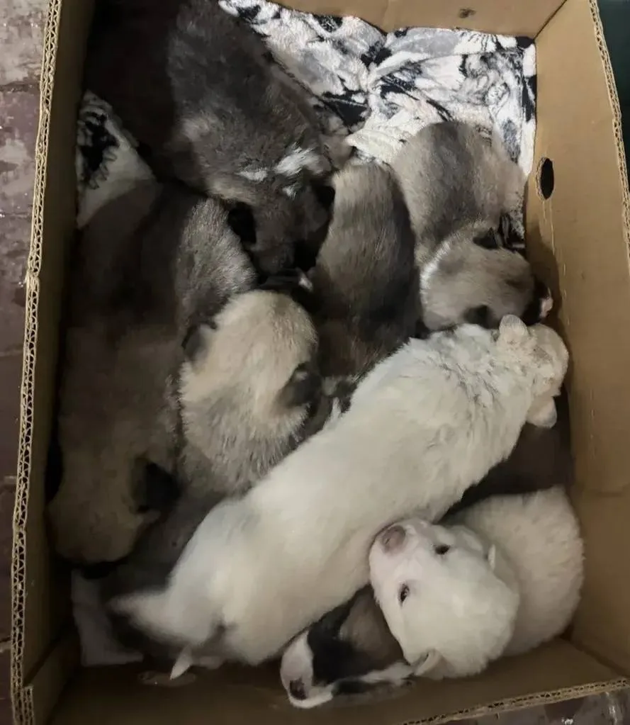 🚨🐾 Маленькие жизни в картонной коробке: им очень нужна наша помощь