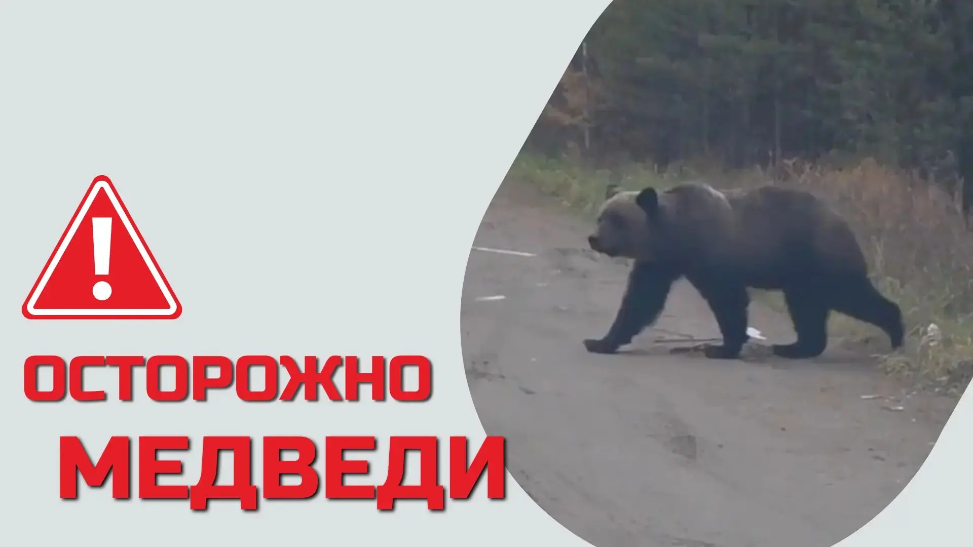 В ЕДДС продолжают поступать сообщения о выходе медведей к населённым пунктам Братского ...