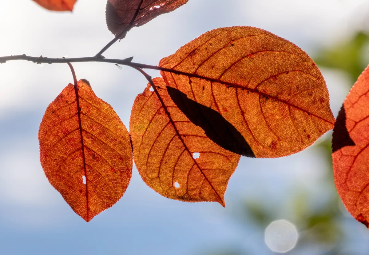 🍁 Осень включила подсветку