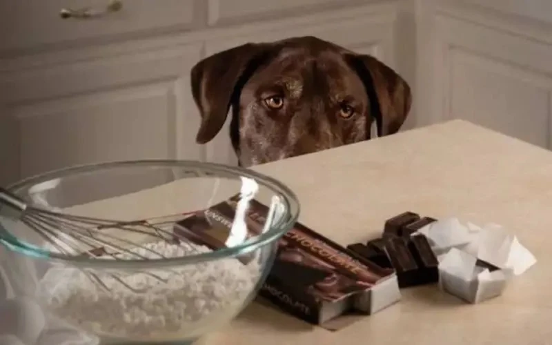 🍫 Даже одна долька тёмного шоколада может быть смертельно опасна для собаки, предупред...