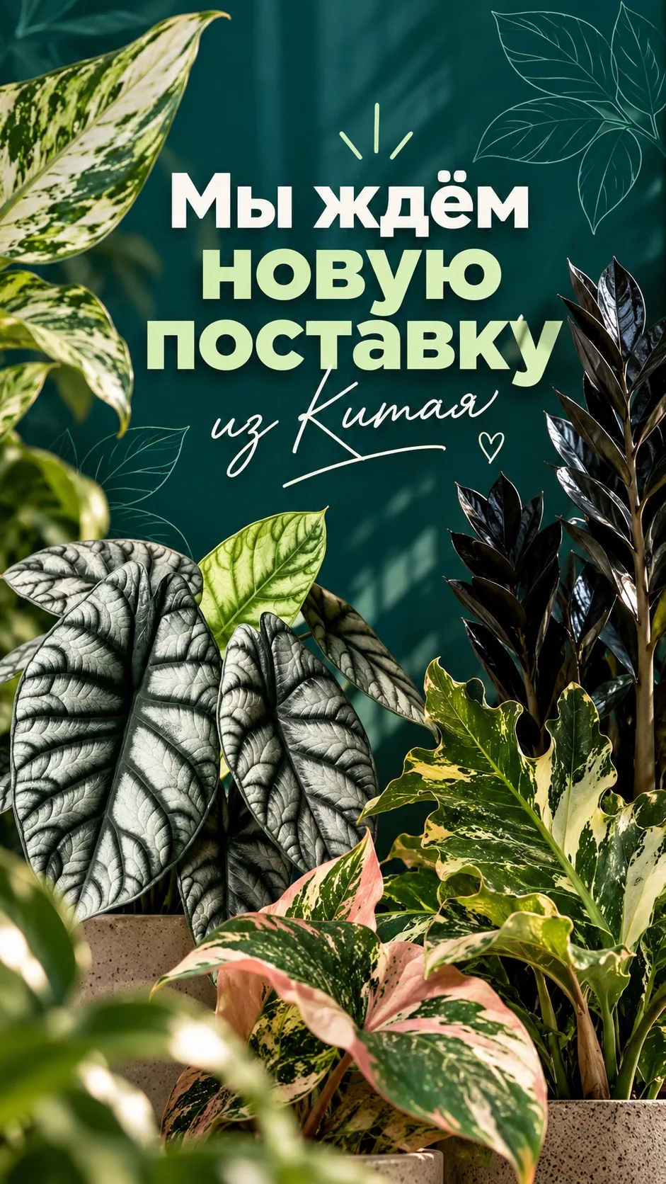 🌿 Ждём, наверное, одну из ваших самых любимых поставок — китайскую!